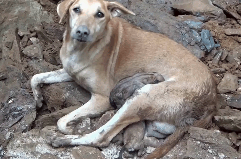 搜救人員成功救出幼犬，讓狗狗一家人順利團聚。圖擷自Animal Aid Unlimited