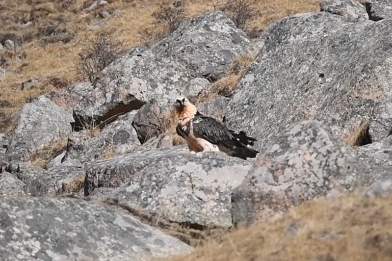 一名男子日前登山時拍下具有「骨頭粉碎者」之稱的稀有保育鳥類「胡兀鷲」霸氣翱翔的模樣，這也是當地首次見到如此珍貴動物的身影。 (圖/取自影片)