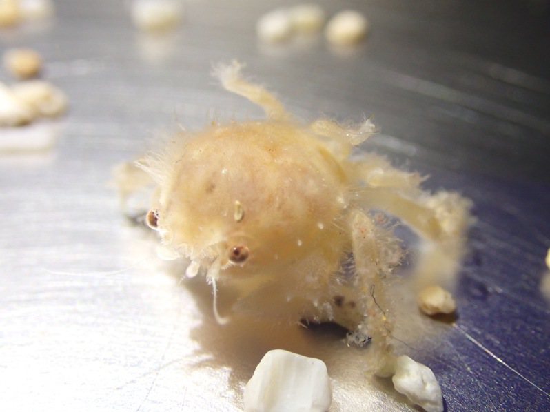 1個半月大的綿蟹寶寶，全身毛茸茸，相當可愛。圖／國立海科館提供