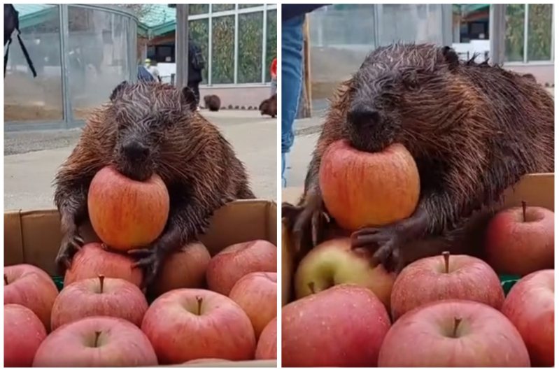 河狸看到整箱蘋果，除了嘴巴上咬一顆，還想再帶一顆走，但小短手卻怎樣都拿不起來。圖取自臉書