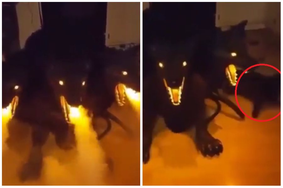 一名飼主買了一個外型是三頭地獄犬的加濕器，讓家裡的貓咪嚇得屁滾尿流。圖取自imgur