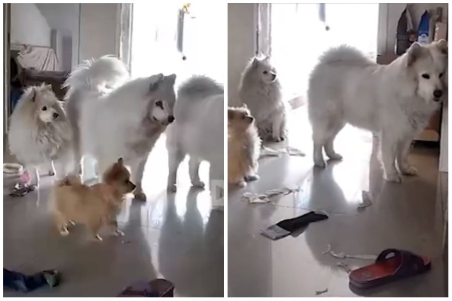 一名飼主養的四隻狗狗每天都會守在門口等待主人下班，讓她感到很溫暖。圖取自微博