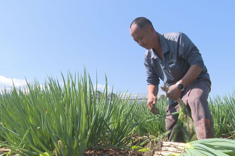 返鄉務農21年的林東海，宜蘭三星鄉第一個以三星蔥獲得神農獎的農人。記者王彥鈞／攝影