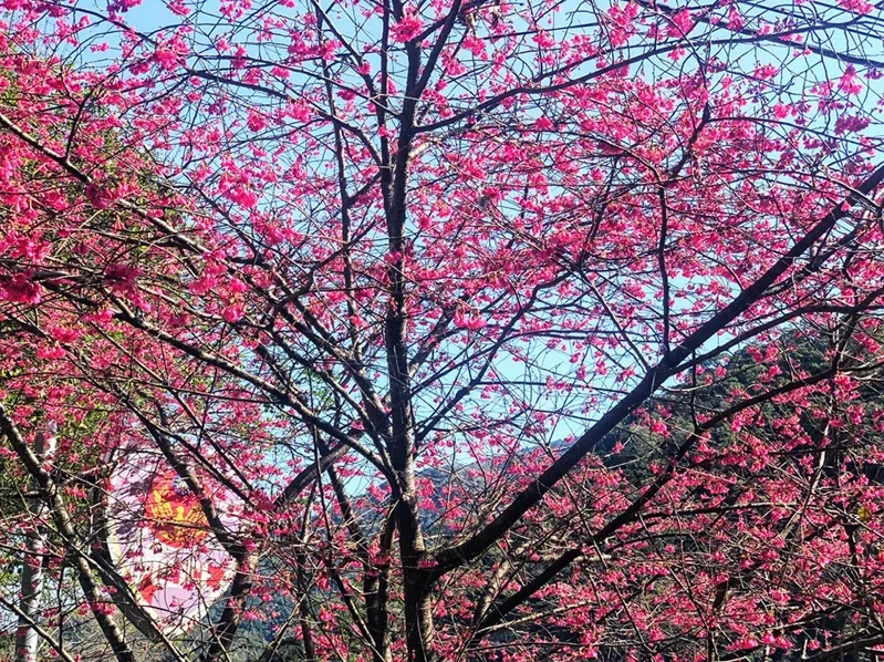 北橫櫻花季來了，復興區華榮派出所旁櫻花茂盛十分嬌艷。 圖／記者曾增勳攝影
