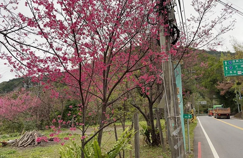 北橫櫻花季來了，復興區台7線沿路景點櫻花盛開。 圖／記者曾增勳攝影
