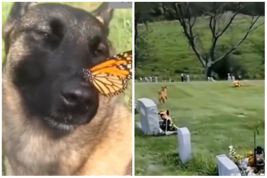 一隻蝴蝶飛在警犬鼻子上，狗狗也沒把牠趕走。圖取自微博