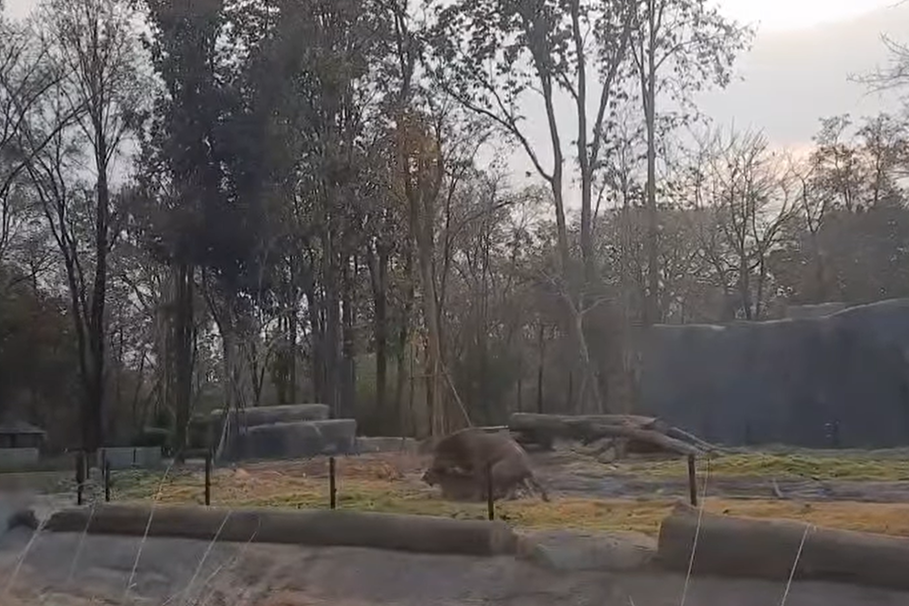 一間動物園上傳了園區內獅子的活春宮影片，不少遊客拍下這罕見的畫面，但有遊客發現公獅子「恩愛」的時間超短，竟然只花8秒直接完事，影片曝光後不少網友看呆。 (圖/取自影片)