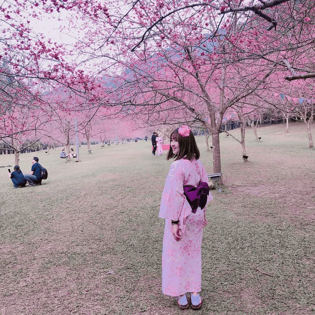 九族櫻花樹密集度超高，整個園區內滿滿一整片的粉紅花海。 圖／IG @kiki.0...
