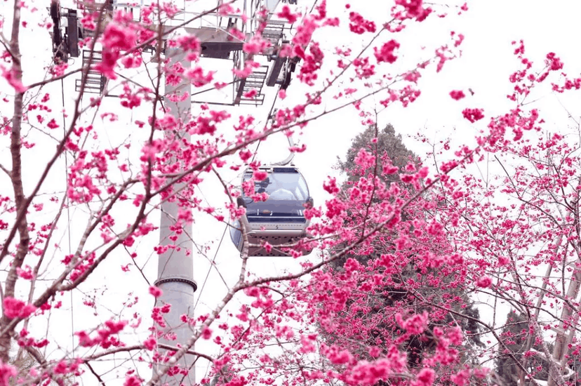 在九族搭乘纜車也能俯瞰櫻花盛況。 圖／IG @ccandyphoto