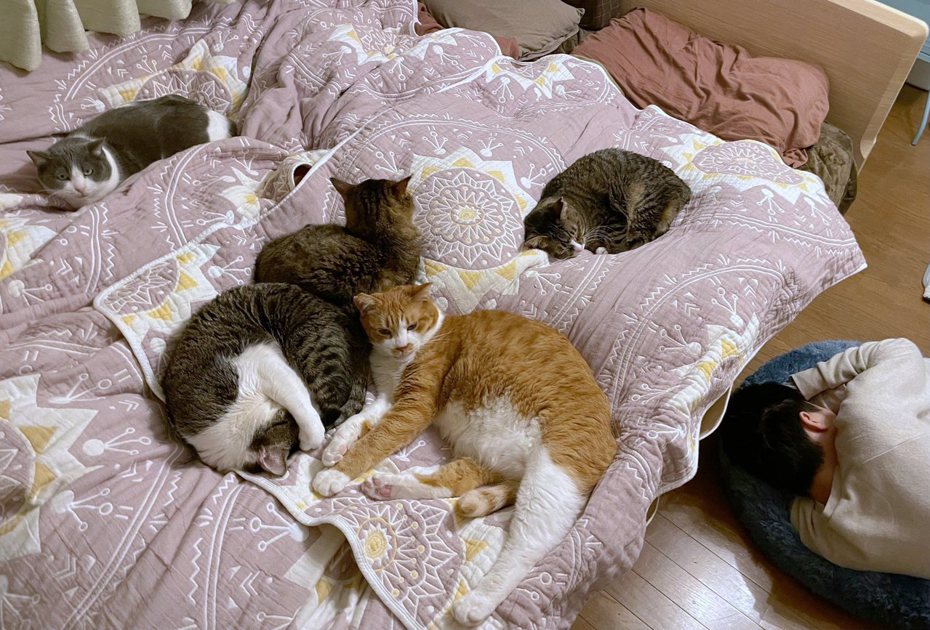床被5隻貓咪佔領，飼主只能睡貓床。圖擷自推特 @mitoconcon