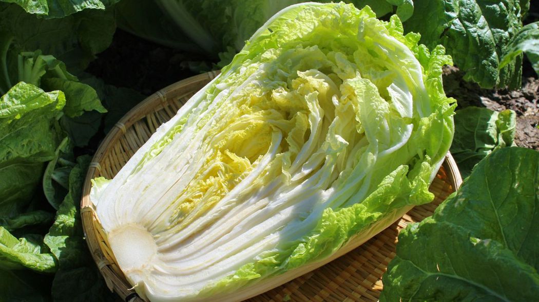 大白菜從外葉到內葉都可以吃，是非常有用的蔬菜。圖片/Canva