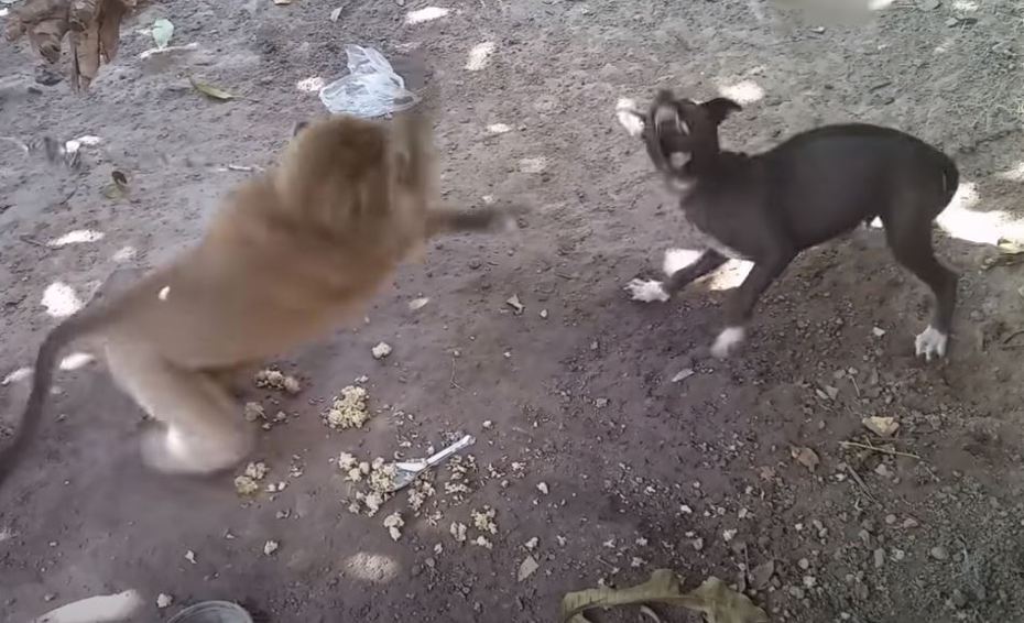 猴子用鐵鍋直球攻擊狗狗的腦袋。圖取自YouTube