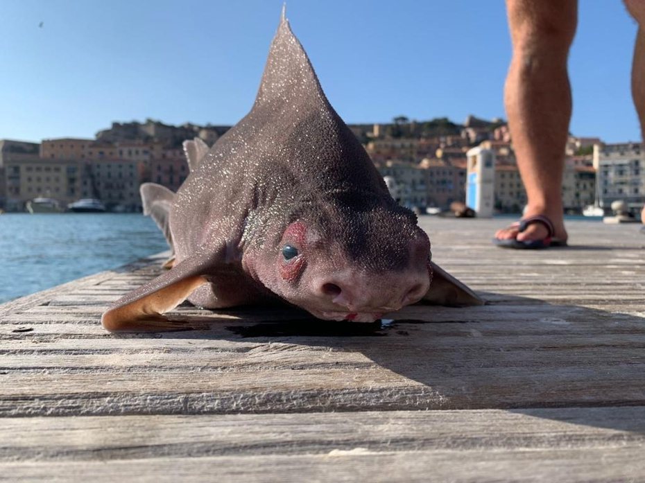 有海軍士兵在港口發現一隻非常詭異的生物，牠有著鯊魚的身體，臉部卻是豬的樣子，如此詭異的生物照片在網路上瘋傳，不少網友嚇壞直呼「這是海怪」。 (圖/取自臉書粉專「Isola d'Elba App」)