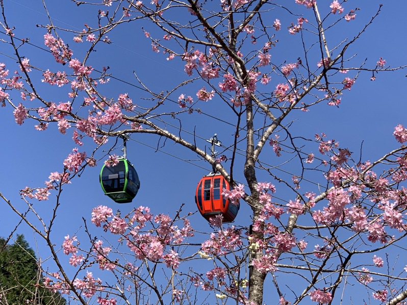 櫻花盛開時，搭纜車串遊日月潭與九族，是此刻最美玩法。圖／九族文化村提供