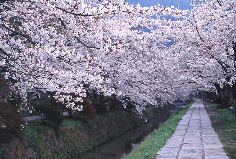 哲學之道是京都賞櫻名所。圖／京都觀光局提供