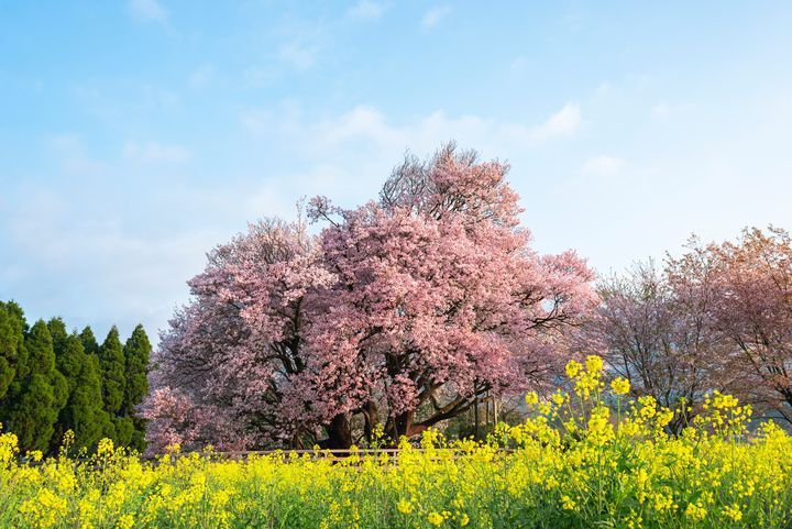 日本九州－一心行大櫻盛開。 圖／喜鴻假期提供