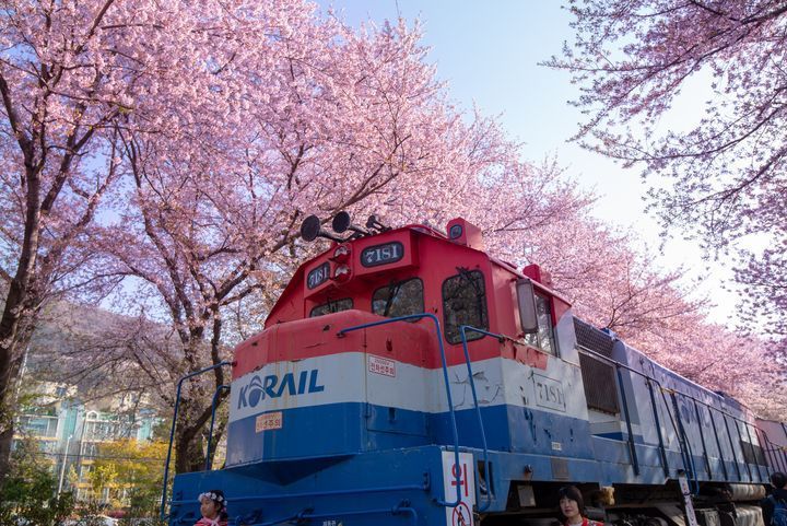 韓國釜山－慶和火車站櫻花季美景。 圖／喜鴻假期提供