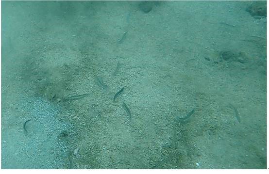 水試所調查發現，澎湖縣白沙鄉的赤崁海域，是泥沙混合底質，為丁香魚產卵場之一。 （...