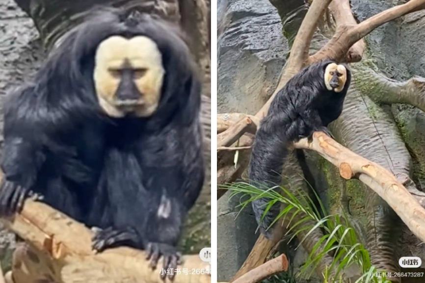 動物園裡一隻全身覆蓋黑漆漆毛髮但只剩臉是白色的猴子引發網友熱議，牠實在是長得太詭異，神似知名日本動畫《神隱少女》的無臉男。 (圖/取自影片)
