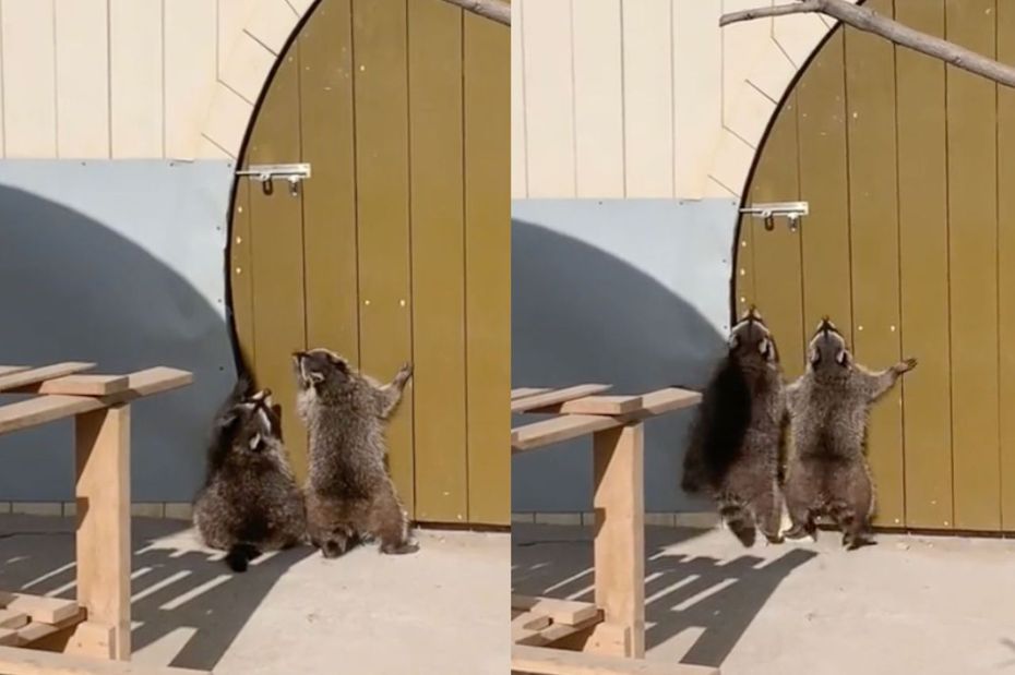 兩隻浣熊在大門前熱舞。（圖／翻攝自抖音 @animalbaby7777）