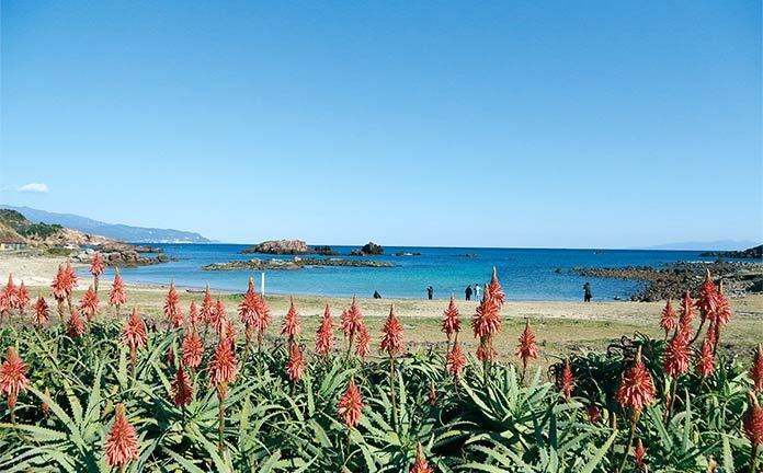 下田爪木崎沿海大片的蘆薈花。圖／TTN旅報提供