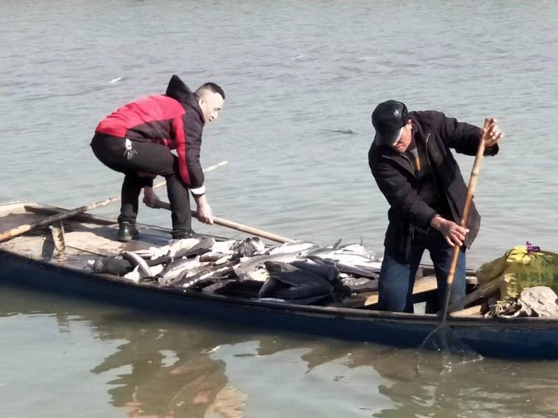 1名婦人打算為家人祈福，花費16.67萬購入黑魚和鯰魚於長江流域重要水域所在地湖泊「長蕩湖」放生，惟逾萬條鯰魚不久便死亡，政府人員打撈10天才能清理所有死魚。（微博圖片）