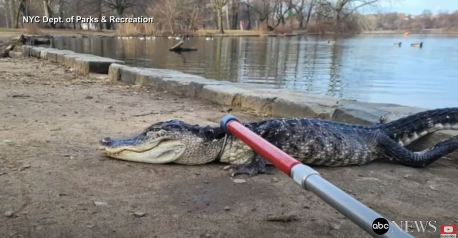 網友發現公園裡面一隻1.2米巨鱷現身相當駭人，牠卻幾乎沒有什麼攻擊性很溫和，後來才發現真相其實很悲傷。 (圖/取自影片)