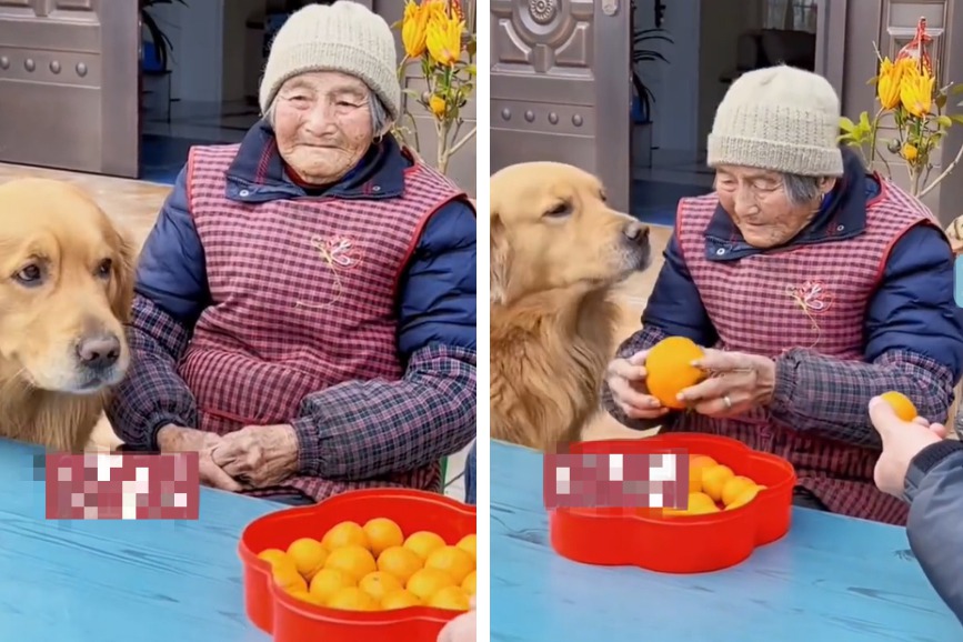 一名男子把一盤橘子放到年歲已大的姑媽面前給她吃，結果一旁的黃金獵犬突然把橘子頂開，轉身回屋裡叼出一顆大橘子放到桌上，就像是在說「我比較孝順啦」。 (圖/取自影片)