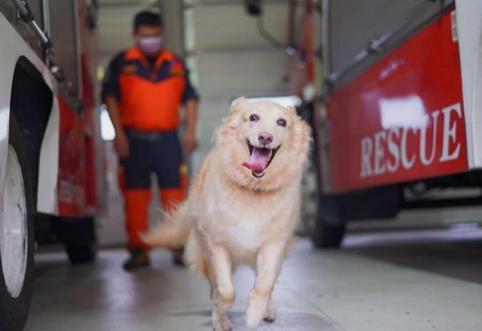 搜救犬最萌人氣王「Snow」開放認養。圖擷自新北市政府消防局