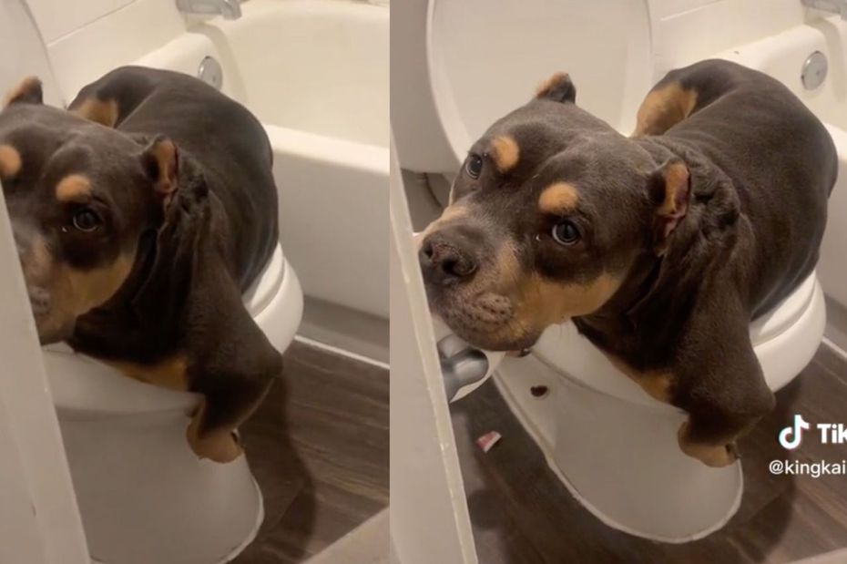 美國惡霸犬「Kairo」會在馬桶上廁所。（圖／翻攝自抖音 @kingkairo2023）