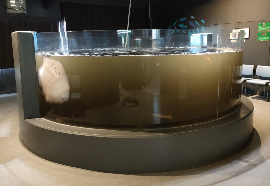水族館水槽因魷魚吐了墨汁而變得混濁。圖取自推特
