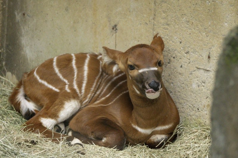 今年元宵節，「蘭雅」在傍晚時分順利誕下幼仔，保育員取名為「元宵」。圖／北市動物園