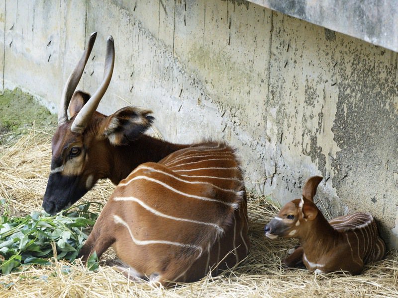 斑哥羚羊的怀孕期将近十个月，一胎只生产一只幼仔。图／北市动物园