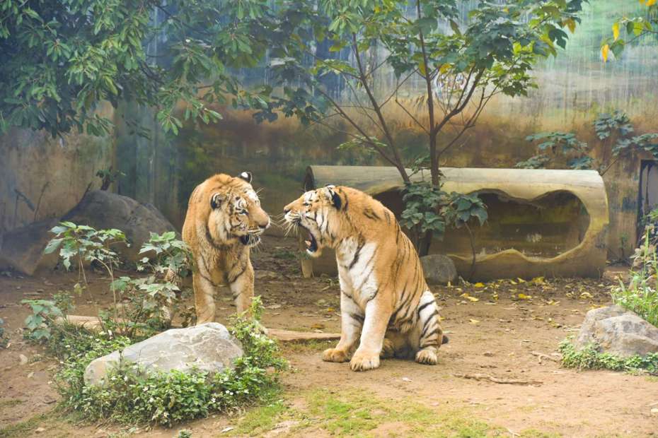 新竹市立動物園有孟加拉虎兄弟「六福」、「來福」，來福已在去年底安樂死辭世。圖／新竹市政府提供