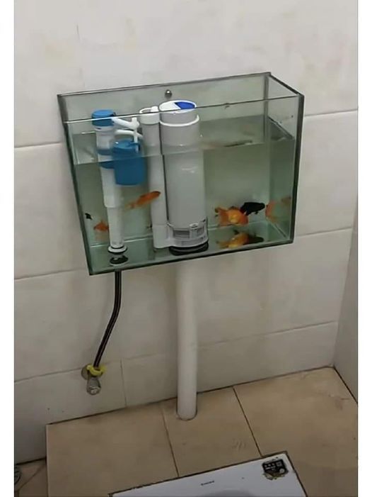 有網友發文表示，見有人將馬桶的水箱改造成「魚缸」，並養了好多條金魚在裡面。 圖擷自臉書