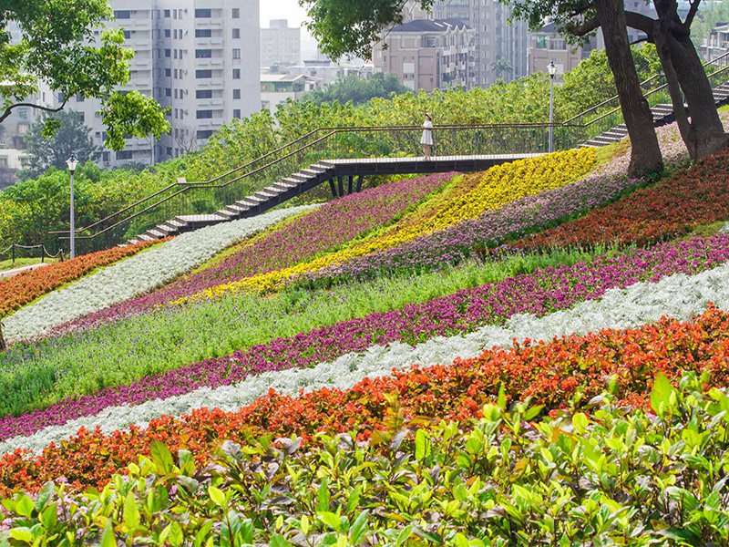 北投三層崎公園每到春天都會呈現顏色繽紛的花海。 圖片來源／花IN台北活動專頁