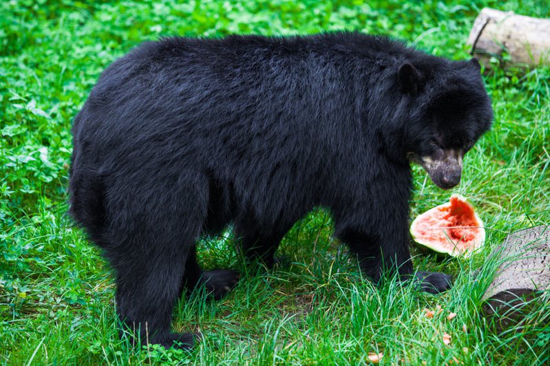 有飼主隔了2年才發現自己養的其實是黑熊。示意圖／Ingimage
