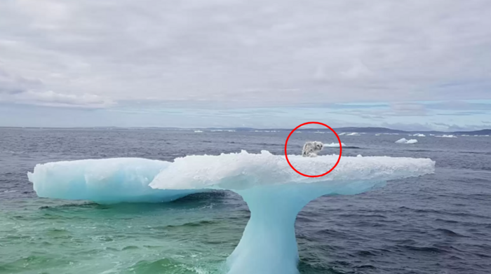 當一行人準備出海捕蟹時卻發現受困在冰山上的小小北極狐。圖擷自THE DODO