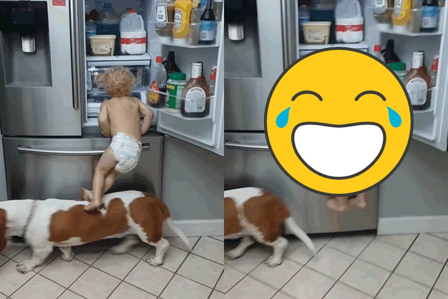 巴吉度獵犬勒羅伊趁著小主人爬上冰箱，偷偷逃離現場。圖擷自ViralHog