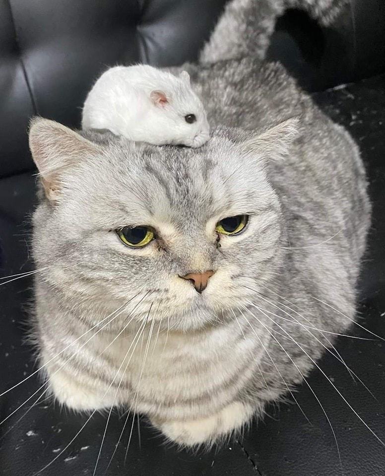 原PO曬出貓咪被倉鼠爬到頭上的照片。圖擷自爆廢公社