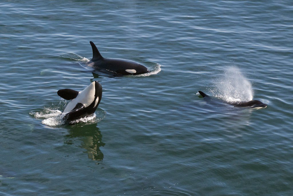 加拿大西溫哥華附近海域出沒的虎鯨面臨污染物、食物不足、噪音等威脅。 圖片來源：M...