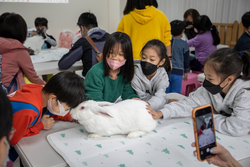 愛兔協會定期也會舉辦教育課程，像是大兔子姐姐教室，讓民眾從中學習到兔兔的基本知識並與兔兔做近距離的友善互動，透過課程及早培養正確寵物飼養觀念。記者季相儒／攝影