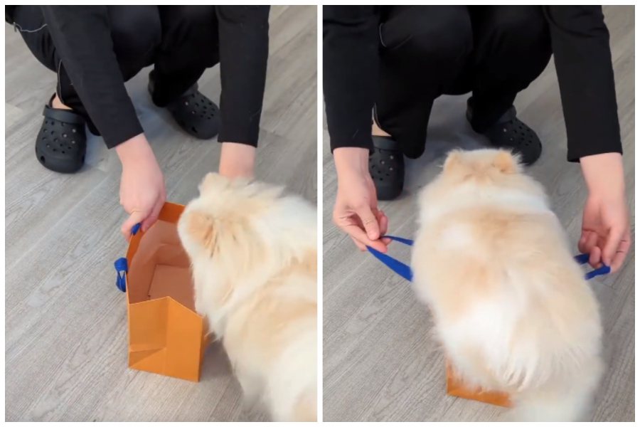 一名飼主輕鬆把博美狗塞進一個尺寸不大的紙袋中。圖取自微博