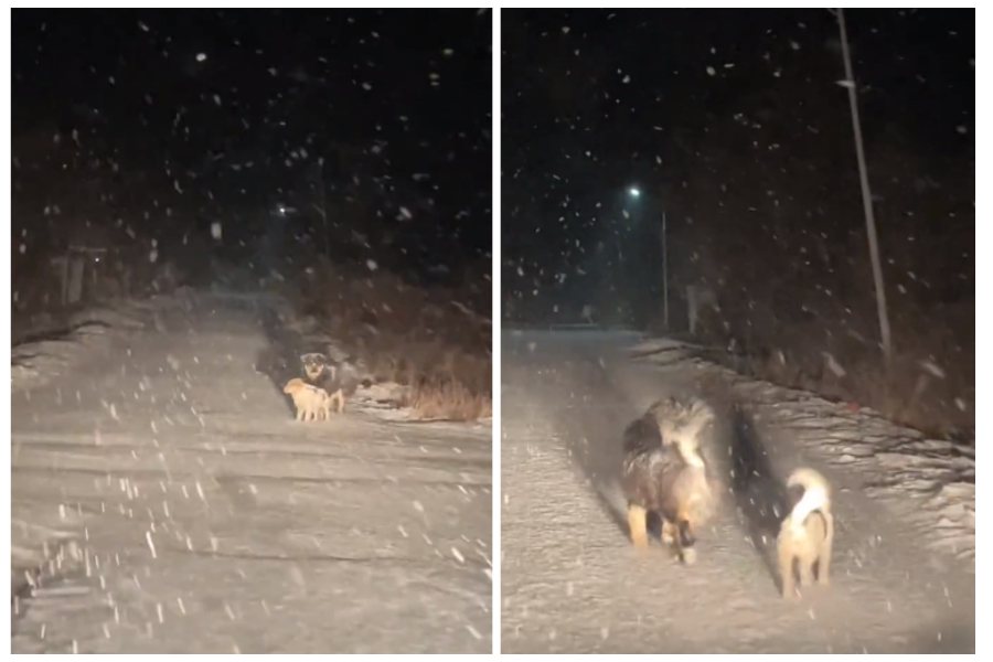 兩隻狗狗在大雪紛飛的夜裡守在路邊等主人回家。圖取自微博