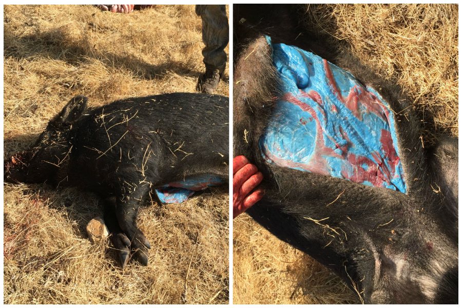 一家人捕獲一頭野豬剖開腹部，赫然發現牠的體內呈現一片湛藍。圖取自imgur