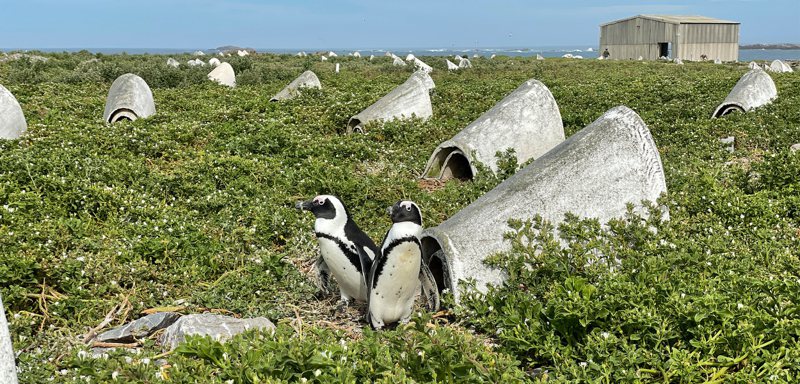 南非阿果亞灣是全球已知半數非洲企鵝的家園，1900年以來，非洲企鵝的數量銳減98%。（圖／Hakai雜誌、非洲企鵝巢計畫）