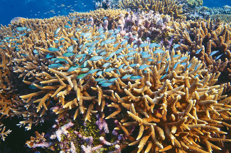 魚群去年十一月在澳洲東部昆士蘭沿海摩爾礁優游。聯合國四日達成歷史性「公海條約」，將把全球百分之卅海洋納入保護以復育海洋生物。（美聯社）