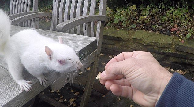 一名男子在自家後院發現一隻極為罕見的白色松鼠，想說從未見過白毛松鼠就拿了堅果想要餵食，沒想到松鼠完全不怕生，竟直接從男子手中叼走堅果。 (圖/取自影片)
