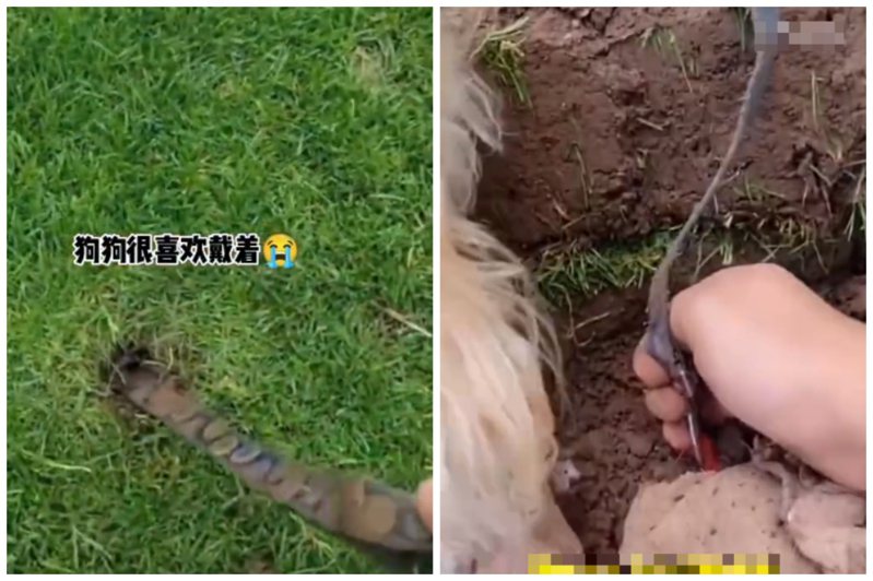 一名男子分享在草地上發現「丟失多年小狗」的牽繩，將其從土壤裡挖出來。圖取自微博