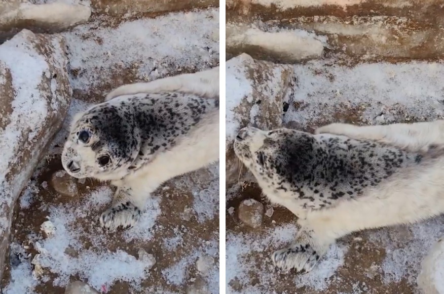 一隻正在換毛期間的小海豹上岸曬太陽，但因為毛沒完全換完，身上白色的胎毛裡面已經露出了斑點狀的花紋，不少網友笑說「這是一隻穿露背裝的海豹」。 (圖/取自影片)